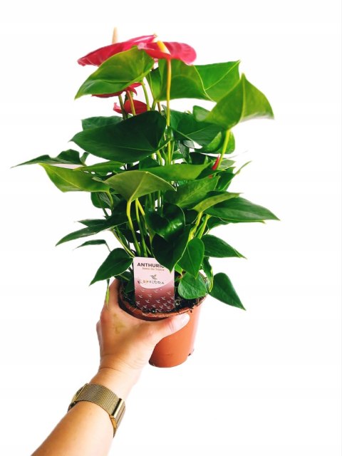 Anthurium andreanum Red Kwiat Flaminga Anturium Czerwony Anthurium andreanum Red Kwiat Flaminga Anturium Czerwony
