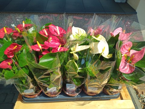 Anthurium andreanum Red Kwiat Flaminga Anturium Czerwony Anthurium andreanum Red Kwiat Flaminga Anturium Czerwony