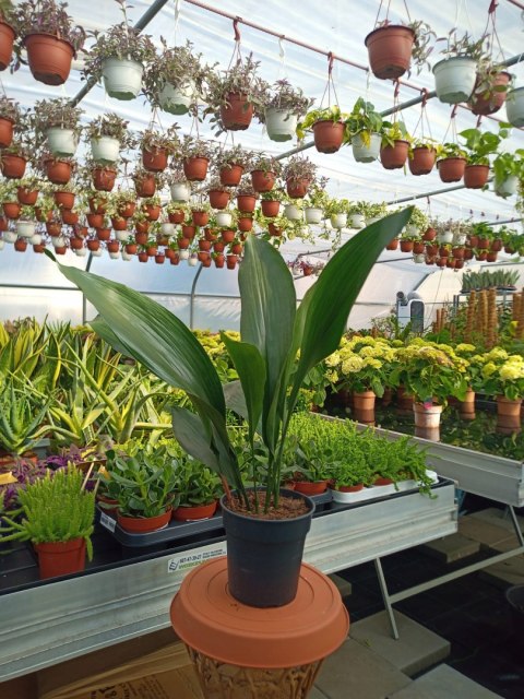 Aspidistra elatior Żelazny Liść Żelazna Roślina Aspidistra elatior Żelazny Liść Żelazna Roślina