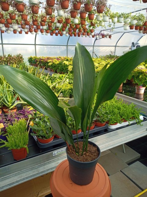 Aspidistra elatior Żelazny Liść Żelazna Roślina Aspidistra elatior Żelazny Liść Żelazna Roślina