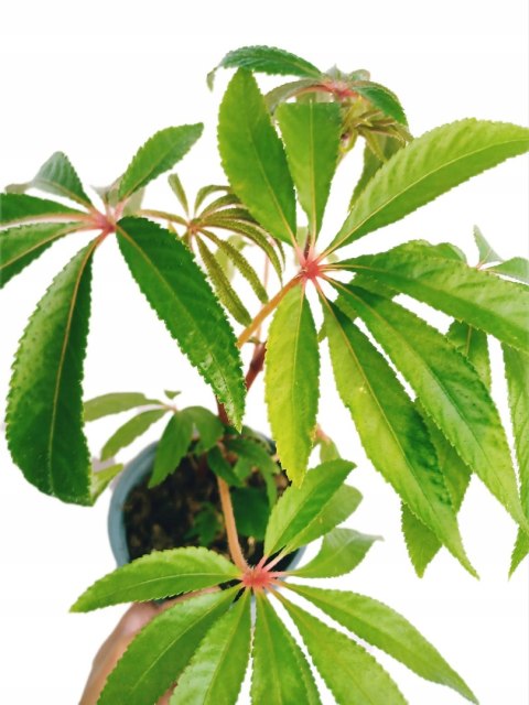 Begonia luxurians Begonia Palmowa Palmowata Kolekcjonerska Luksusowa Begonia luxurians Begonia Palmowa Palmowata Kolekcjonerska Luksusowa