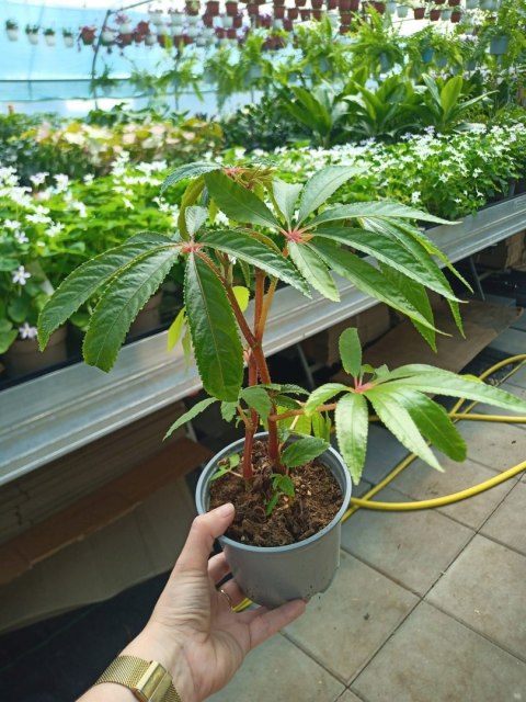 Begonia luxurians Begonia Palmowa Palmowata Kolekcjonerska Luksusowa Begonia luxurians Begonia Palmowa Palmowata Kolekcjonerska Luksusowa