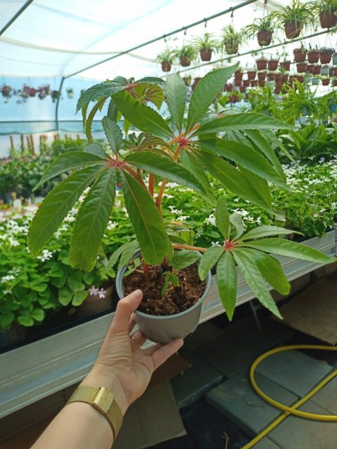 Begonia luxurians Begonia Palmowa Palmowata Kolekcjonerska Luksusowa Begonia luxurians Begonia Palmowa Palmowata Kolekcjonerska Luksusowa