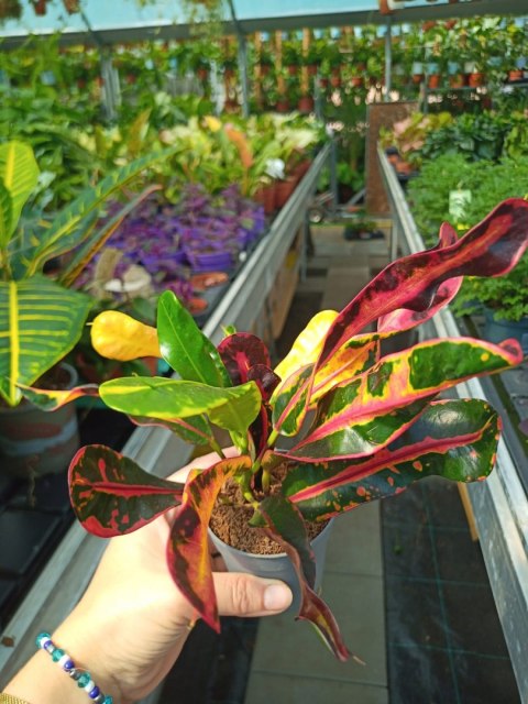 Codiaeum Variegatum Big Leave Mammi Kroton doskonały do Lasu W Słoiku Szkle Codiaeum Variegatum Big Leave Mammi Kroton doskonały do Lasu W Słoiku Szkle