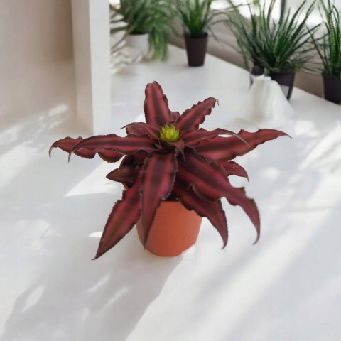 Cryptanthus Bromelia gwiazda ziemska skrytokwiat bordo Cryptanthus Bromelia gwiazda ziemska skrytokwiat bordo