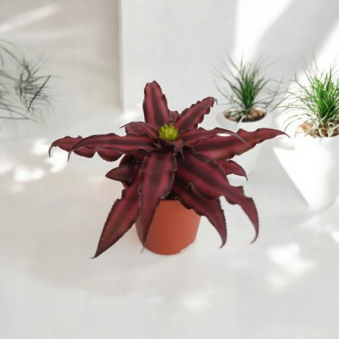Cryptanthus Bromelia gwiazda ziemska skrytokwiat bordo Cryptanthus Bromelia gwiazda ziemska skrytokwiat bordo