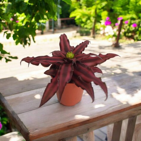 Cryptanthus Bromelia gwiazda ziemska skrytokwiat bordo Cryptanthus Bromelia gwiazda ziemska skrytokwiat bordo