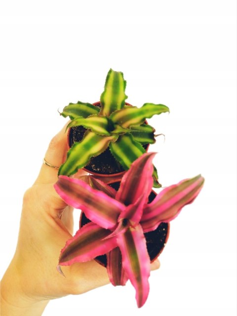 Cryptanthus Bromelia gwiazda ziemska skrytokwiat bordo Cryptanthus Bromelia gwiazda ziemska skrytokwiat bordo
