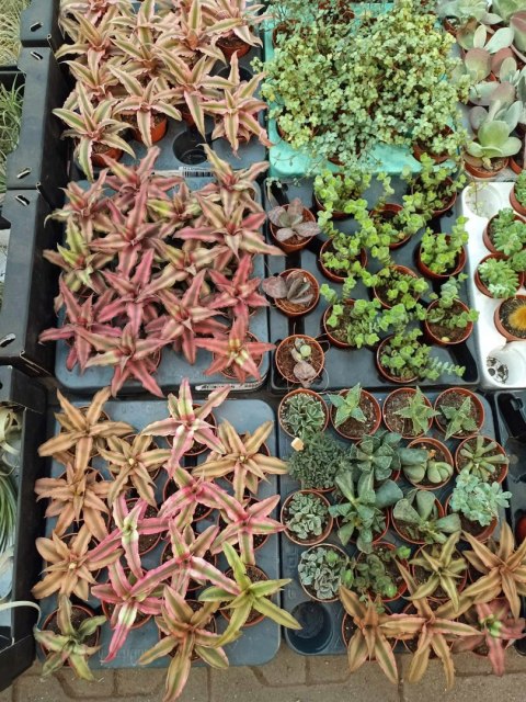 Cryptanthus Bromelia gwiazda ziemska skrytokwiat bordo Cryptanthus Bromelia gwiazda ziemska skrytokwiat bordo