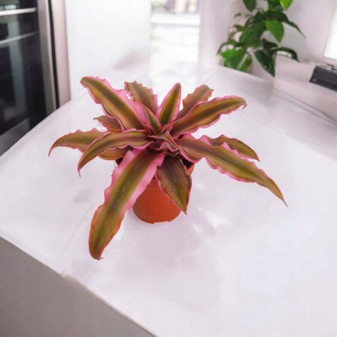 Cryptanthus Rubin Star Różowa Bromelia gwiazda ziemska skrytokwiat Cryptanthus Rubin Star Różowa Bromelia gwiazda ziemska skrytokwiat
