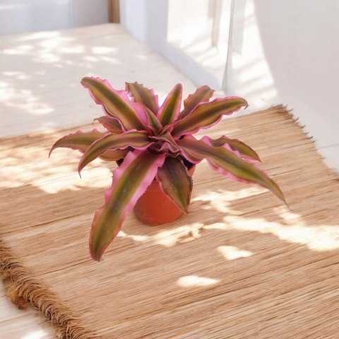 Cryptanthus Rubin Star Różowa Bromelia gwiazda ziemska skrytokwiat Cryptanthus Rubin Star Różowa Bromelia gwiazda ziemska skrytokwiat