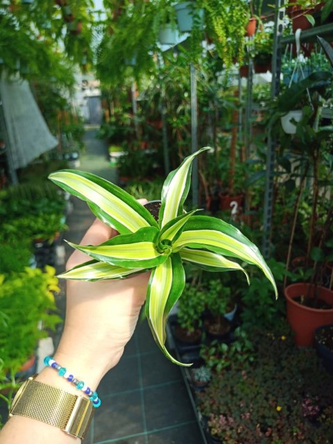 Dracaena fragrans Compacta Malaika Do Lasu w Słoiku Szkle Dracaena fragrans Compacta Malaika Do Lasu w Słoiku Szkle