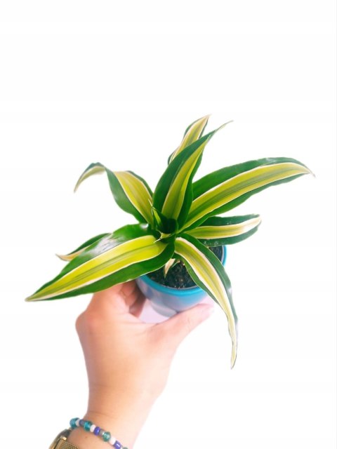 Dracaena fragrans Compacta Malaika Do Lasu w Słoiku Szkle Dracaena fragrans Compacta Malaika Do Lasu w Słoiku Szkle