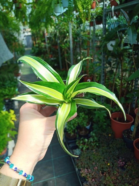 Dracaena fragrans Compacta Malaika Do Lasu w Słoiku Szkle Dracaena fragrans Compacta Malaika Do Lasu w Słoiku Szkle