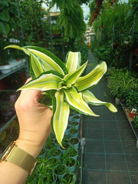 Dracaena fragrans Compacta Malaika Do Lasu w Słoiku Szkle Dracaena fragrans Compacta Malaika Do Lasu w Słoiku Szkle