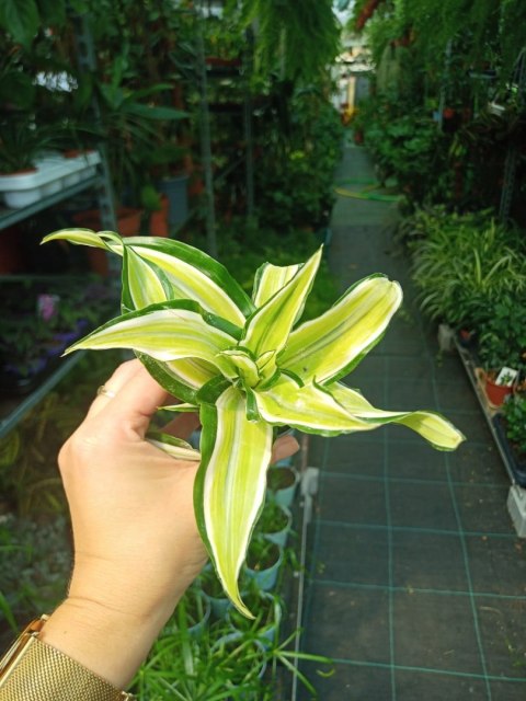 Dracaena fragrans Compacta Malaika Do Lasu w Słoiku Szkle Dracaena fragrans Compacta Malaika Do Lasu w Słoiku Szkle
