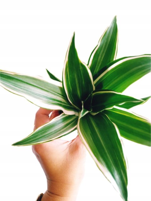 Dracena wonna Dracena deremeńska Warneckii Do Lasu w Słoiku Szkle Dracena wonna Dracena deremeńska Warneckii Do Lasu w Słoiku Szkle