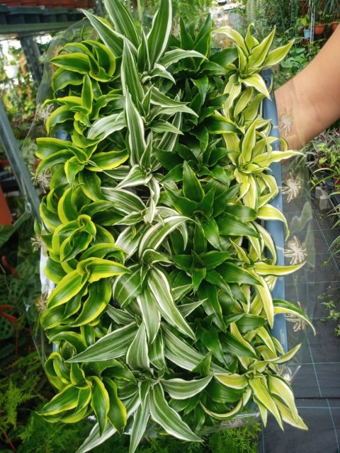 Dracena wonna Dracena deremeńska Warneckii Do Lasu w Słoiku Szkle Dracena wonna Dracena deremeńska Warneckii Do Lasu w Słoiku Szkle
