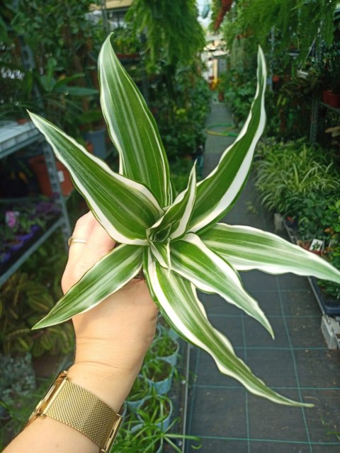 Dracena wonna Dracena deremeńska Warneckii Do Lasu w Słoiku Szkle Dracena wonna Dracena deremeńska Warneckii Do Lasu w Słoiku Szkle