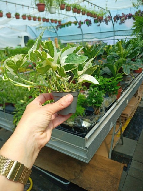 Epipremnum N'Joy Enjoj N Joy Variegated Pothos Devil's Ivy Scindaptus mini Epipremnum N'Joy Enjoj N Joy Variegated Pothos Devil's Ivy Scindaptus mini