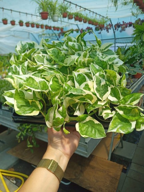 Epipremnum N'Joy Enjoj N Joy Variegated Pothos Devil's Ivy Scindaptus mini Epipremnum N'Joy Enjoj N Joy Variegated Pothos Devil's Ivy Scindaptus mini