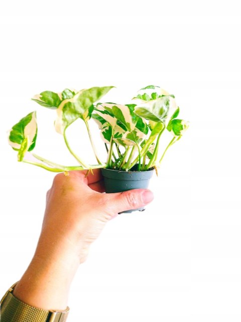 Epipremnum N'Joy Enjoj N Joy Variegated Pothos Devil's Ivy Scindaptus mini Epipremnum N'Joy Enjoj N Joy Variegated Pothos Devil's Ivy Scindaptus mini