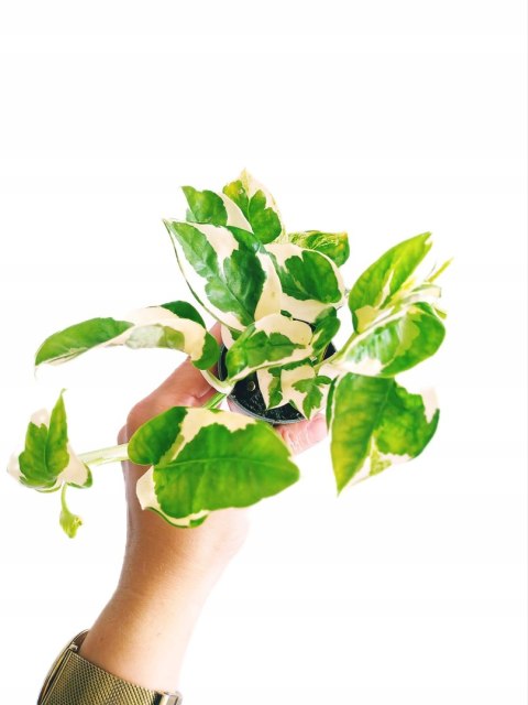 Epipremnum N'Joy Enjoj N Joy Variegated Pothos Devil's Ivy Scindaptus mini Epipremnum N'Joy Enjoj N Joy Variegated Pothos Devil's Ivy Scindaptus mini