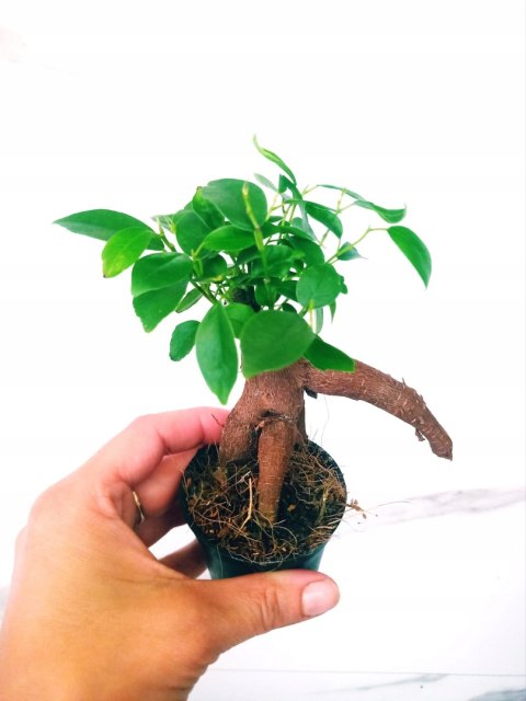 Ficus Ginseng microcarpa Bonsai Do Lasu w szkle Ficus Ginseng microcarpa Bonsai Do Lasu w szkle