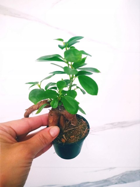 Ficus Ginseng microcarpa Bonsai Do Lasu w szkle Ficus Ginseng microcarpa Bonsai Do Lasu w szkle