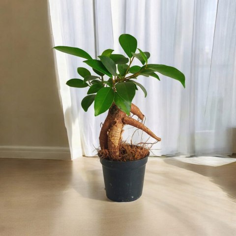 Ficus Ginseng microcarpa Bonsai Do Lasu w szkle Ficus Ginseng microcarpa Bonsai Do Lasu w szkle