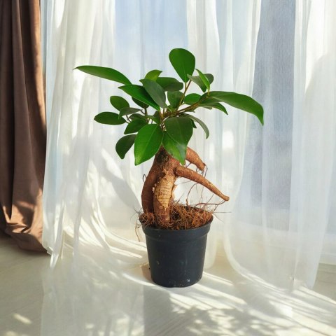 Ficus Ginseng microcarpa Bonsai Do Lasu w szkle Ficus Ginseng microcarpa Bonsai Do Lasu w szkle