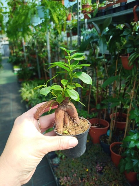 Ficus Ginseng microcarpa Bonsai Do Lasu w szkle Ficus Ginseng microcarpa Bonsai Do Lasu w szkle
