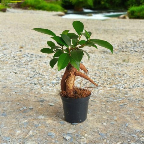 Ficus Ginseng microcarpa Bonsai Do Lasu w szkle Ficus Ginseng microcarpa Bonsai Do Lasu w szkle