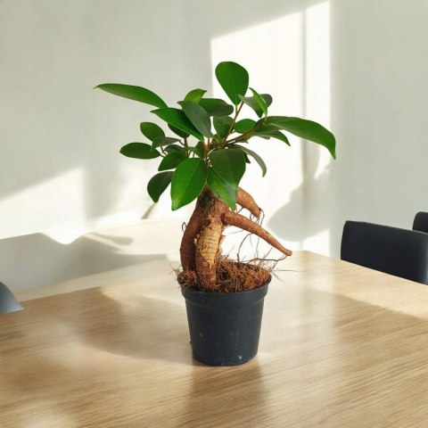 Ficus Ginseng microcarpa Bonsai Do Lasu w szkle Ficus Ginseng microcarpa Bonsai Do Lasu w szkle