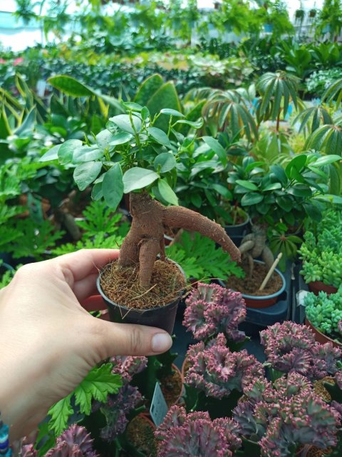 Ficus Ginseng microcarpa Bonsai Do Lasu w szkle Ficus Ginseng microcarpa Bonsai Do Lasu w szkle