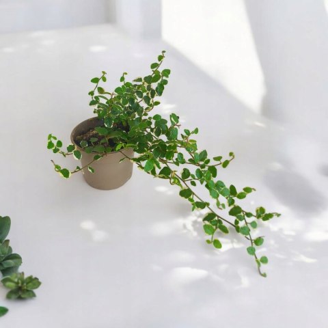 Ficus Pumila Figowiec pnący Pełzający do Terrarium Lasu w Słoiku szkle Ficus Pumila Figowiec pnący Pełzający do Terrarium Lasu w Słoiku szkle