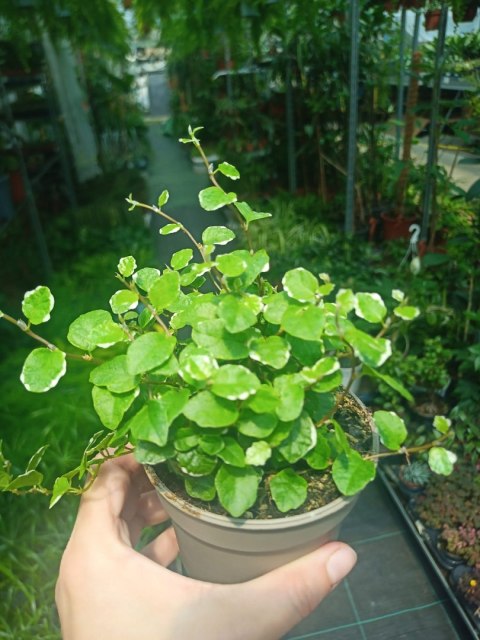 Ficus Pumila Figowiec pnący Pełzający do Terrarium Lasu w Słoiku szkle Ficus Pumila Figowiec pnący Pełzający do Terrarium Lasu w Słoiku szkle