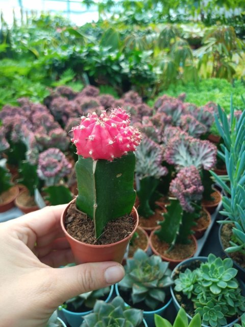 Gymnocalycium mihanovichii Japan Red Kaktus Księżycowy szczepiony Gymnocalycium mihanovichii Japan Red Kaktus Księżycowy szczepiony