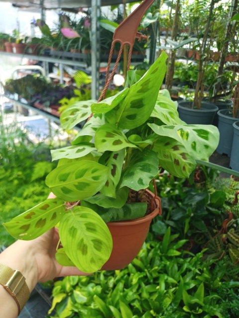 Maranta leuconeura var. kerchoveana variegata w wiszącej doniczce Maranta leuconeura var. kerchoveana variegata w wiszącej doniczce