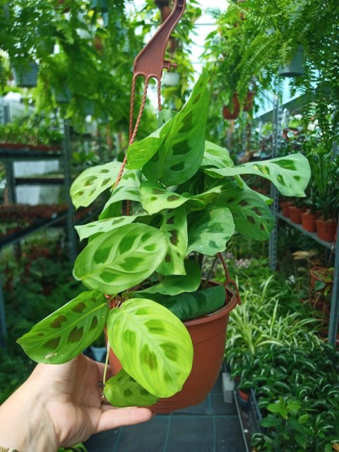 Maranta leuconeura var. kerchoveana variegata w wiszącej doniczce Maranta leuconeura var. kerchoveana variegata w wiszącej doniczce