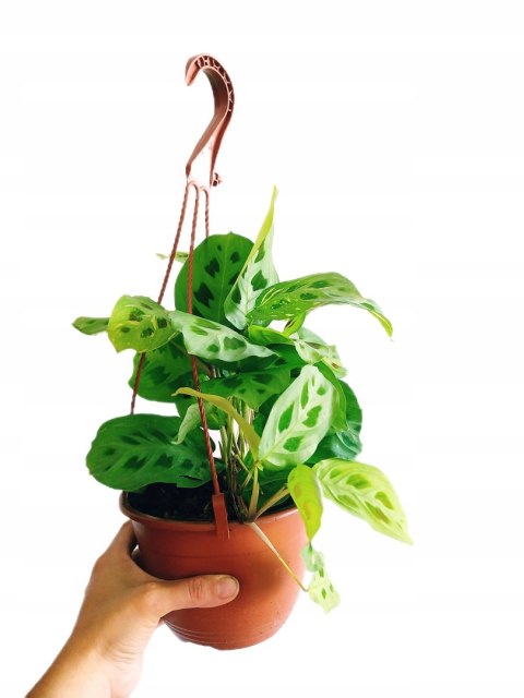 Maranta leuconeura var. kerchoveana variegata w wiszącej doniczce Maranta leuconeura var. kerchoveana variegata w wiszącej doniczce