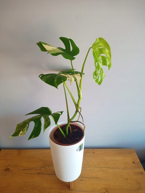 Monstera Deliciosa Variegata nr1 Kolekcjonerska Duża Wybarwiona Ukorzeniona Monstera Deliciosa Variegata nr1 Kolekcjonerska Duża Wybarwiona Ukorzeniona