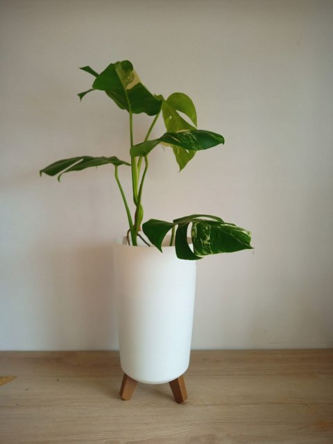 Monstera Deliciosa Variegata nr1 Kolekcjonerska Duża Wybarwiona Ukorzeniona Monstera Deliciosa Variegata nr1 Kolekcjonerska Duża Wybarwiona Ukorzeniona