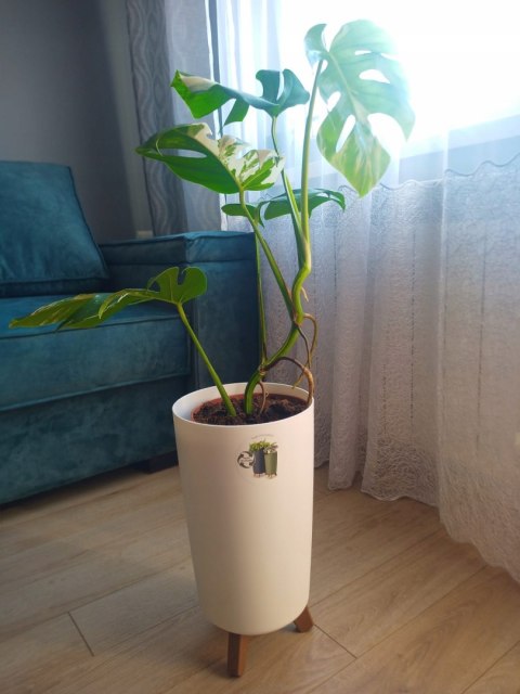Monstera Deliciosa Variegata nr1 Kolekcjonerska Duża Wybarwiona Ukorzeniona Monstera Deliciosa Variegata nr1 Kolekcjonerska Duża Wybarwiona Ukorzeniona