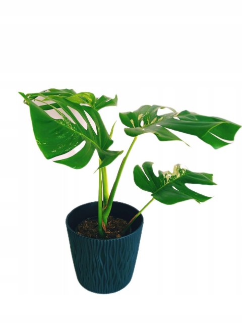 Monstera Deliciosa Variegata nr2 Kolekcjonerska Duża Wybarwiona Ukorzeniona Monstera Deliciosa Variegata nr2 Kolekcjonerska Duża Wybarwiona Ukorzeniona