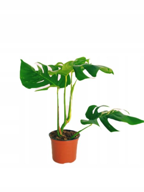 Monstera Deliciosa Variegata nr2 Kolekcjonerska Duża Wybarwiona Ukorzeniona Monstera Deliciosa Variegata nr2 Kolekcjonerska Duża Wybarwiona Ukorzeniona