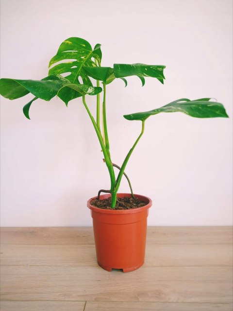 Monstera Deliciosa Variegata nr5 Kolekcjonerska Duża Wybarwiona Ukorzeniona Monstera Deliciosa Variegata nr5 Kolekcjonerska Duża Wybarwiona Ukorzeniona