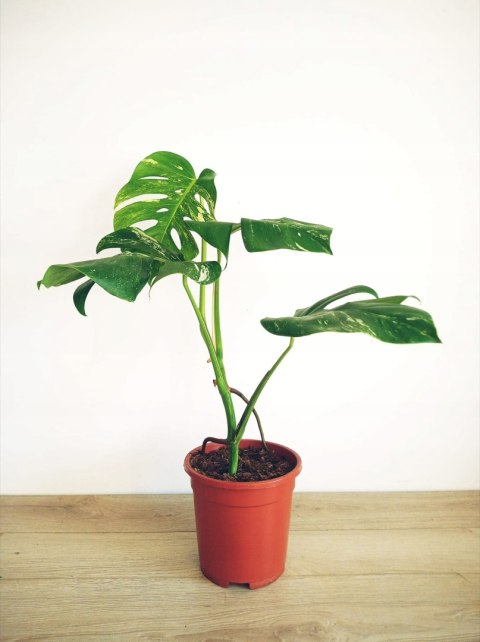 Monstera Deliciosa Variegata nr5 Kolekcjonerska Duża Wybarwiona Ukorzeniona Monstera Deliciosa Variegata nr5 Kolekcjonerska Duża Wybarwiona Ukorzeniona