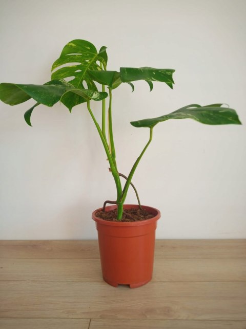 Monstera Deliciosa Variegata nr5 Kolekcjonerska Duża Wybarwiona Ukorzeniona Monstera Deliciosa Variegata nr5 Kolekcjonerska Duża Wybarwiona Ukorzeniona