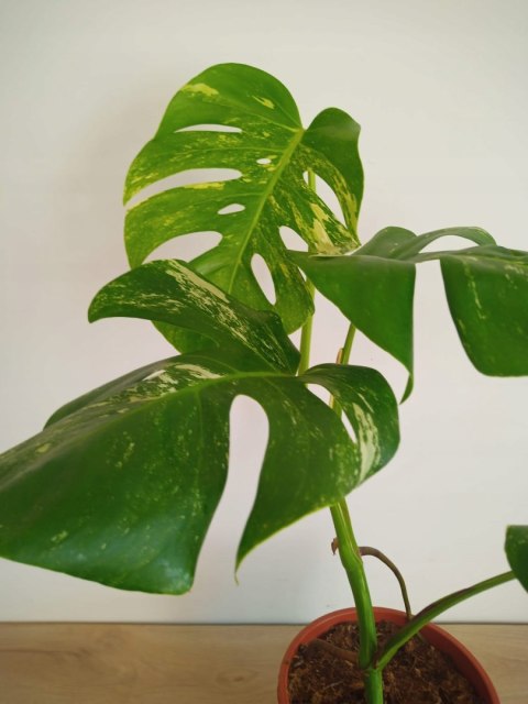 Monstera Deliciosa Variegata nr5 Kolekcjonerska Duża Wybarwiona Ukorzeniona Monstera Deliciosa Variegata nr5 Kolekcjonerska Duża Wybarwiona Ukorzeniona